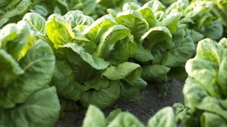 太阳成集团tyc7111cc