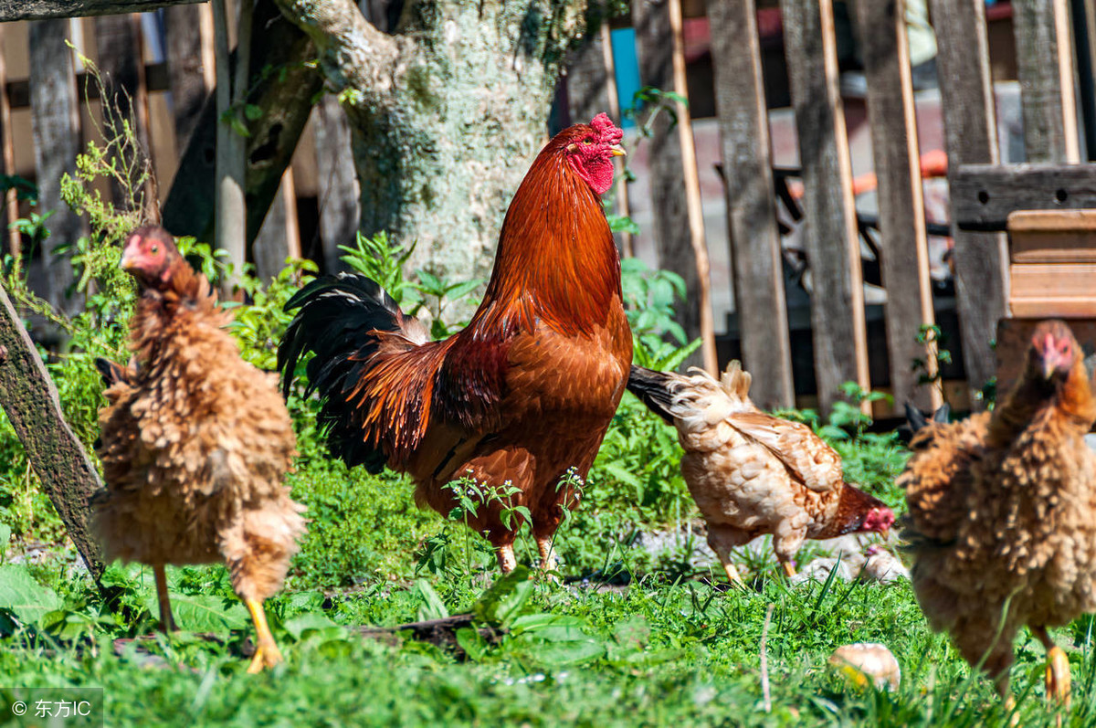 8月北京土拍首战!金科独中两元 东城宅地低溢价成交_太阳成集团tyc7111cc(图1) 太阳成集团tyc7111cc