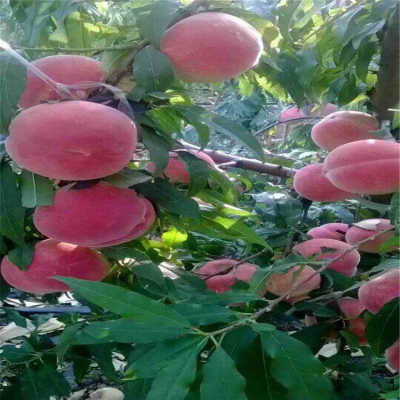 太阳成集团tyc7111cc