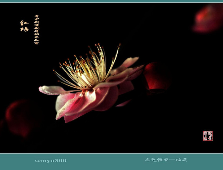 太阳成集团tyc7111cc_清炒蔬菜五宝的做法(图1) 太阳成集团tyc7111cc