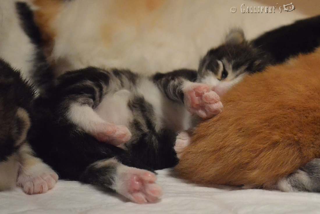 太阳成集团tyc7111cc